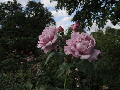 DSCN8137_898.JPG