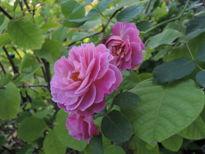 DSCN8127_899.JPG