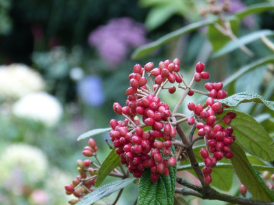 2015-08-28 Gartenimpressionen 2.jpg