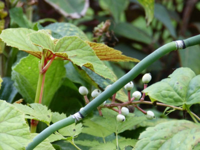 2015-08-28 Gartenimpressionen 4.jpg