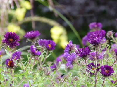 2015-08-28 Gartenimpressionen 5.jpg
