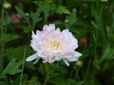 2015-08-28 Chrysanthemum 'Andante'.jpg