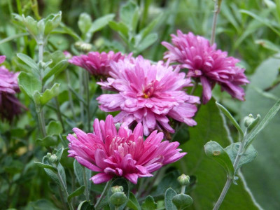 2015-08-28 Chrysanthemum 'Twinkle'.jpg
