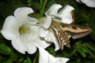 DSC02301.JPG