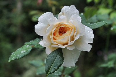 Rose Crocus Rose15.JPG