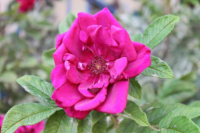 rose rotes phänomen15.JPG