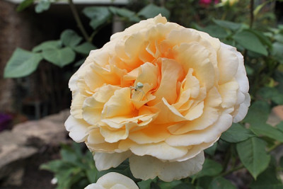 rose commonwealth glory15.JPG
