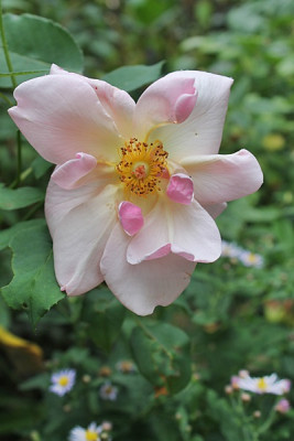 rose bishop darlington15.JPG