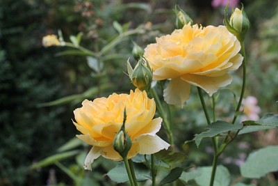 rose molineux15.JPG