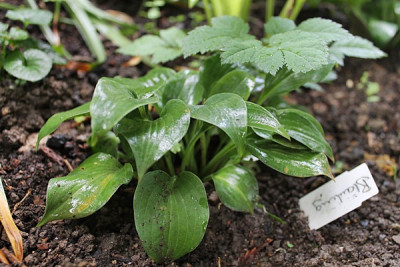 hosta bläuling.JPG