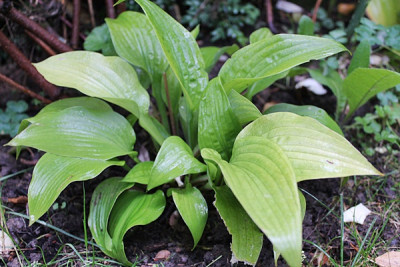 hosta little black scape.JPG