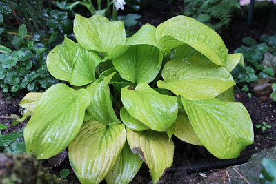 hosta tortilla chip.JPG