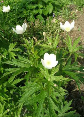Anemone_canadense.jpg