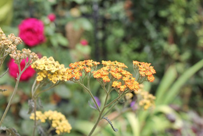achillea terracotta.JPG