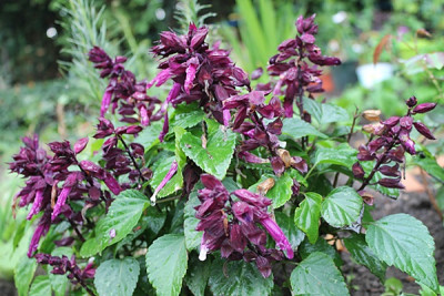 salvia cleopatra.JPG