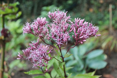 eupatorium dubium little joe.JPG