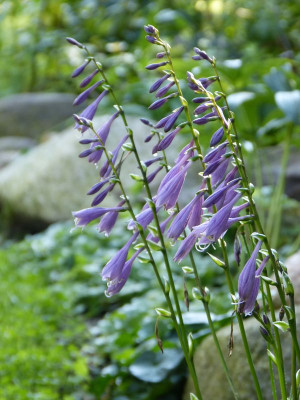 2015-08-29 Hosta 'Hi Ho Silver'.jpg