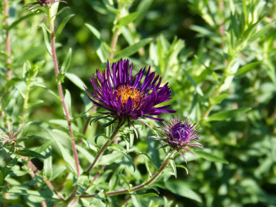 2015-08-29 Aster novae-angliae 'Marina Wolkonsky'.jpg