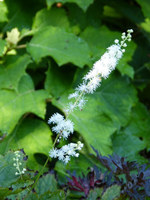 2015-08-29 Cimicifuga dahurica.jpg