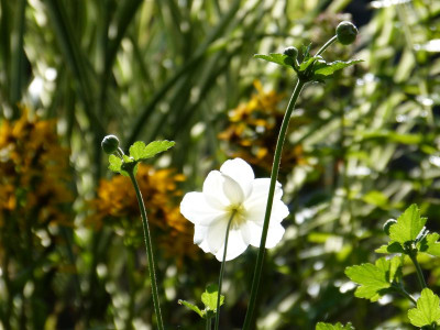 2015-08-29 Gartenimpressionen 1.jpg