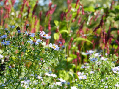 2015-08-29 Gartenimpressionen 2.jpg