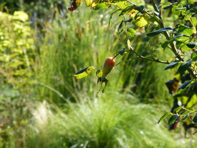 2015-08-29 Gartenimpressionen 3.jpg