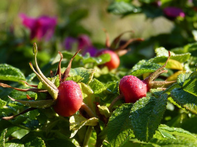 2015-08-29 Gartenimpressionen 4.jpg