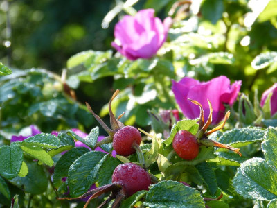 2015-08-29 Gartenimpressionen 5.jpg