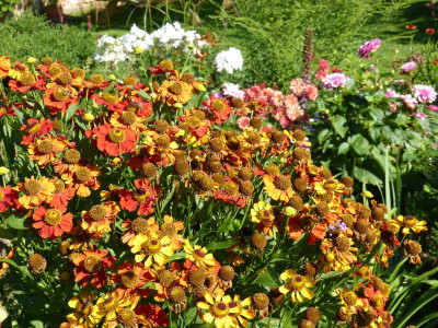 2015-08-29 Helenium.jpg