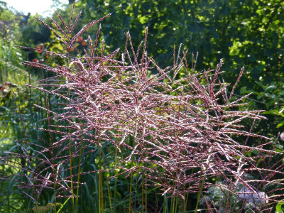 2015-08-29 Miscanthus 'China'.jpg