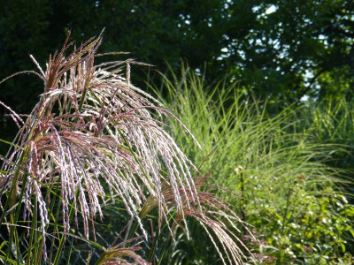 2015-08-29 Miscanthus 'Kaskade'.jpg
