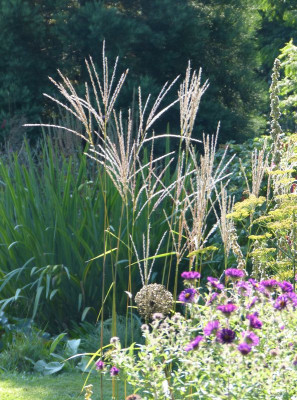 2015-08-29 Miscanthus 'Vorläufer'.jpg
