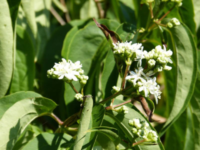 2015-08-29 Heptacodium miconioides.jpg