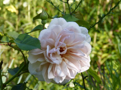 2015-08-29 Rosen 'Laika'.jpg