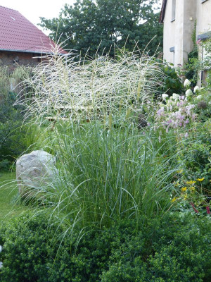 2015-08-29 Miscanthus 'Federweißer'.jpg