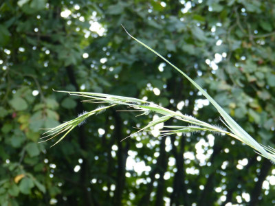 2015-08-29 Themeda japonica.jpg