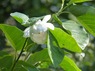 2015-08-29 Magnolia sieboldii.jpg