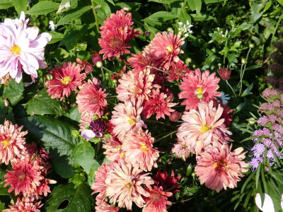 2015-08-29 Chrysanthemum 'Duchesse of Edinburgh'.jpg