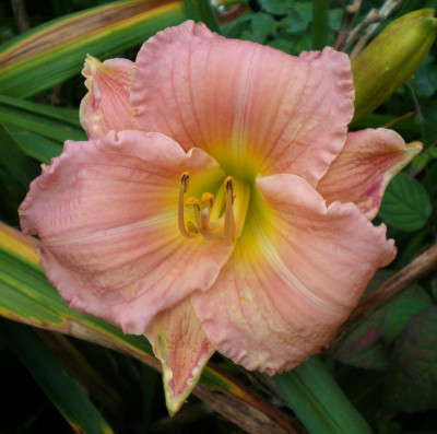 Rose 2015.jpg