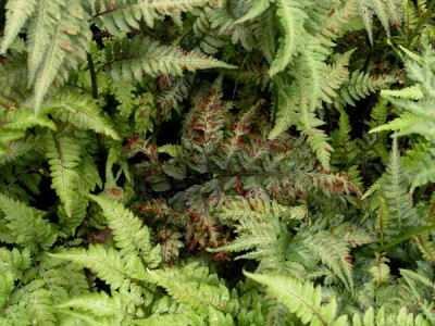 Athyrium-niponicum-Metallicum-k.jpg