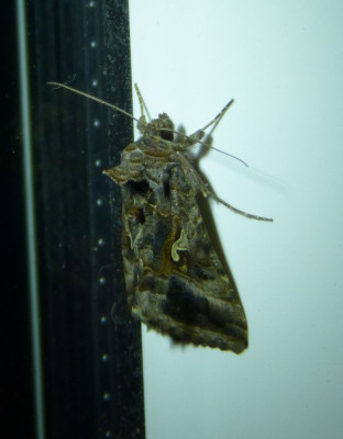 2015-08-29 Falter.jpg