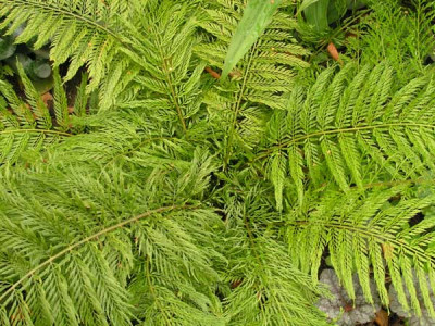 Polystichum-Green-Lace.jpg