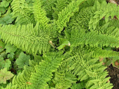 Polystichum-plumosum-densum.jpg
