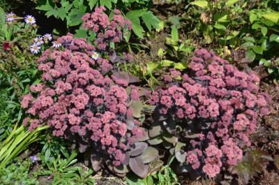 Sedum-Karfunkelstein.15-1.jpg