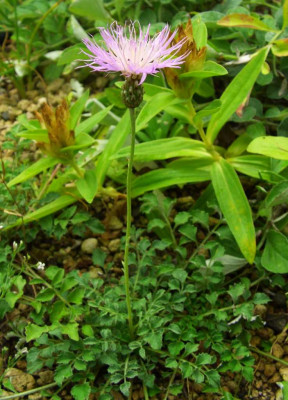 Centaurea_simplicicaulis_1.jpg
