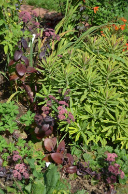 Sedum-Xenox.15-1.jpg
