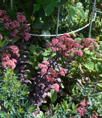 Sedum-PurpleEmperor.15-2.jpg