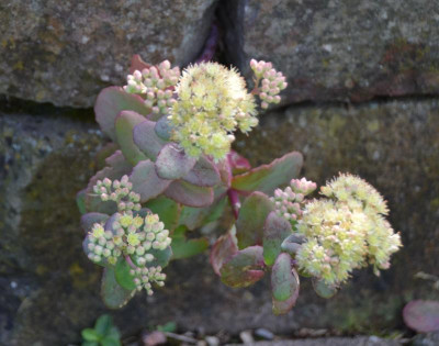 Sedum-Sämling.gelb.15-1.jpg