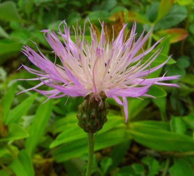 Centaurea_simplicicaulis_2.jpg