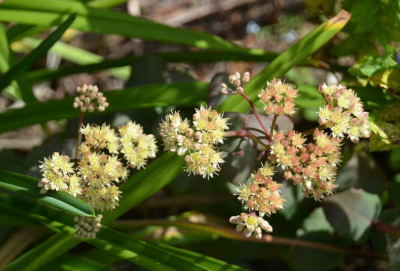 Sedum-Sämling.gelb2.15-1.jpg